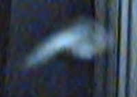 Spirit Orb in transition